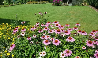 Garten mit Planzen